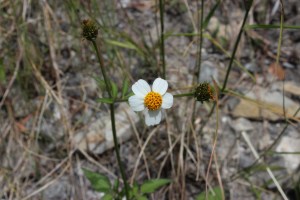 bidens pilosa (2) (1200 x 800).jpg